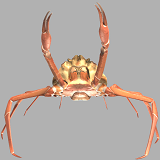 Snow Crab (Chionoecetes)