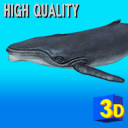 3D Low Poly HUMPBACK WHALE